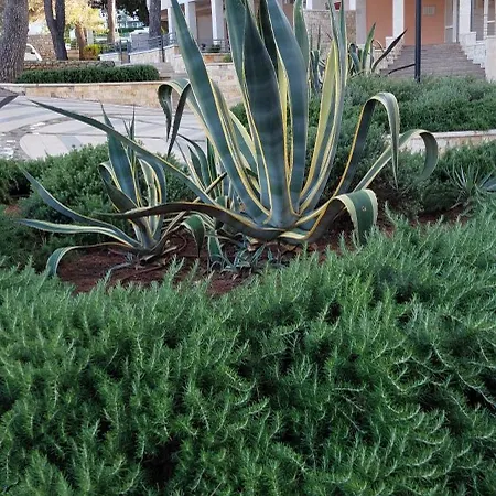 Bellavista Apartman Punta Veli Lošinj Buitenkant foto